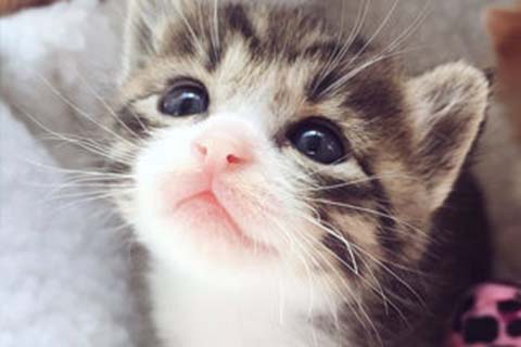 http://zhengzhou.vdtfzz.com/post/208.html|郑州人工试管
